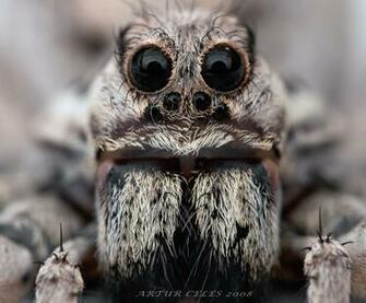 Courtesy Animals Nationalgeographic En Wikipedia