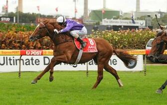 Wallpaper Thoroughbred Image Pics