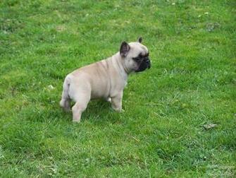 Bulldog Wallpaper French