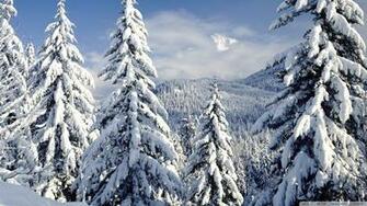 Snowy Trees Wallpaper