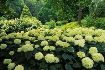 Beautiful Flower Garden Forest Cool Wallpaper Wonderful
