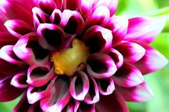Dahlia Wallpaper