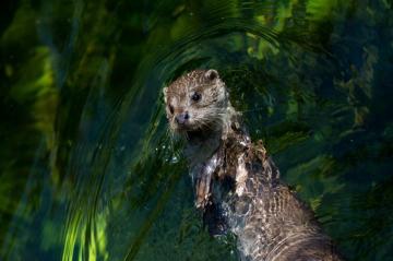 North American River Otter Wallpaper Teahub Io