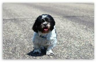 Shih Tzu HD Wallpaper For Standard Fullscreen Uxga Xga Svga