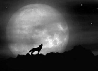 Beautiful Wolf And Moon Pictures The As It S