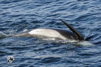 Pilot Whale Wallpaper