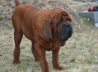 Cute Korean Mastiff Wallpaper Jpg