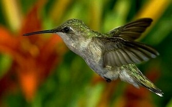 Wallpaper Hummingbird Pictures