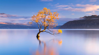 Lonely Tree Autumn Lake Wanaka New Zealand Pling Artwork