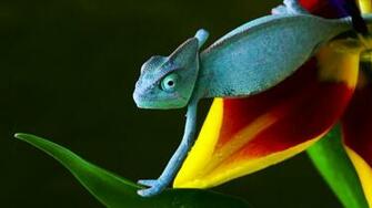 Reptile Wallpaper