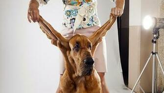 Bloodhound Dog Breed Image Search Results