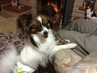 Papillon Dog Pet Wide Wallpaper Dogbreedswallpaper