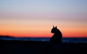 Mood Dog Silhouette Nature Sunset HD Wallpaper Magic4walls