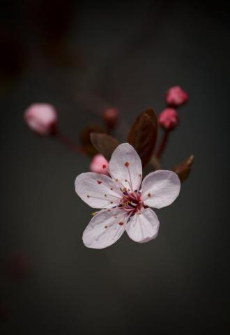 Plum Flower Ideas