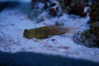 Watchman Goby Wallpaper High Quality