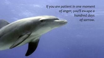 Cute Dolphin Wallpaper
