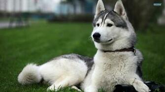 Husky Puppies Wallpaper Desktop Background