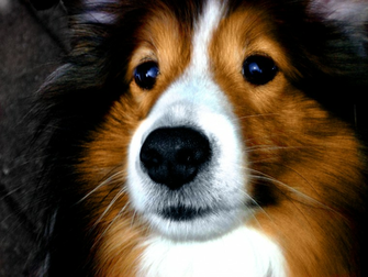 Portrait Of A Cute Breed Dog Sheltie Wallpaper And Image