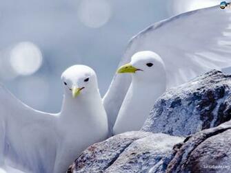 Birds Wallpaper