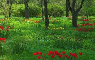 Spring Forest Wallpaper