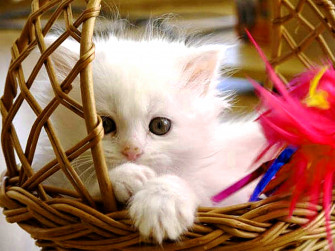 Baby Cat Wallpaper