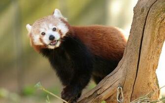 Red Panda