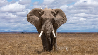 Elephant Wallpaper HD Hq