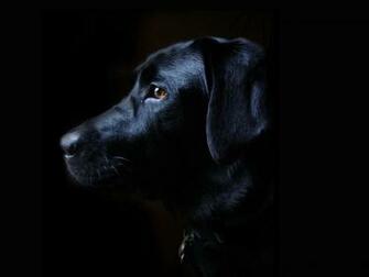 Black Lab Puppy Wallpaper