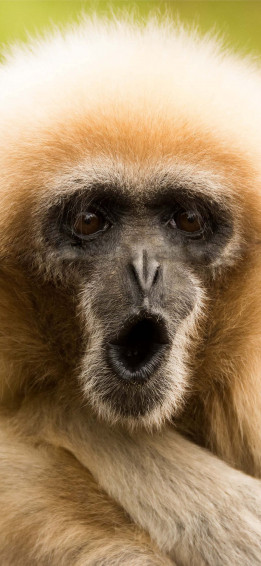 Monkey iPhone Wallpaper