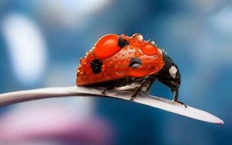 Cute Ladybug Wallpaper For Desktop
