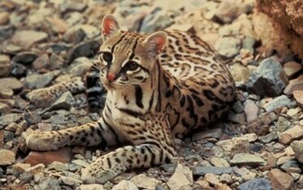 Wild Ocelot Wallpaper