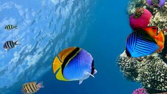 Related Pictures Coral Screensavers Island 3d Ocean