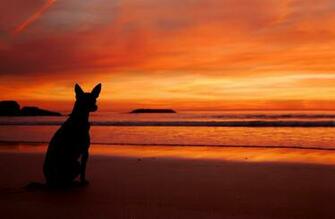 Sea Beach Sunset Dog Silhouette Wallpaper