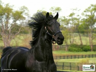 Friesian Horse Wallpaper