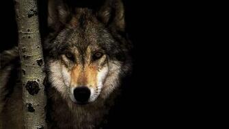 Lobo Wallpaper HD