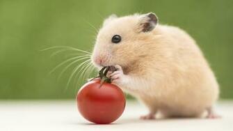 Hamster Wallpaper
