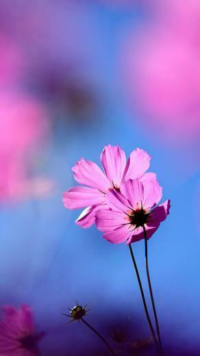 Cosmos Flower iPhone 5s Wallpaper iPad
