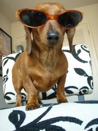 Weenie Dog Pictures HD Wallpaper Pretty