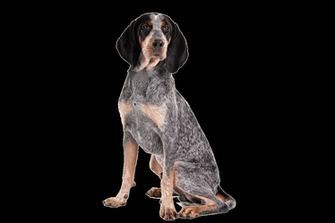 Best Redbone Coonhound Wallpaper Atl