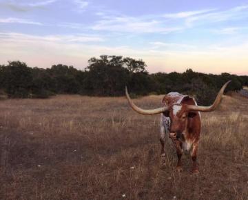 Bevo Is Home For The Holidays On Longhorn Network Espn Press