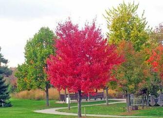 Red Maple Tree Stock Photo HD Public Domain Pictures