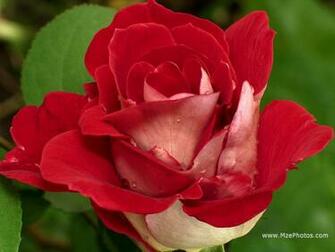 Red And White Rose Wallpaper