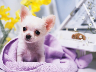 Chihuahua Dog Girl Photo And Wallpaper