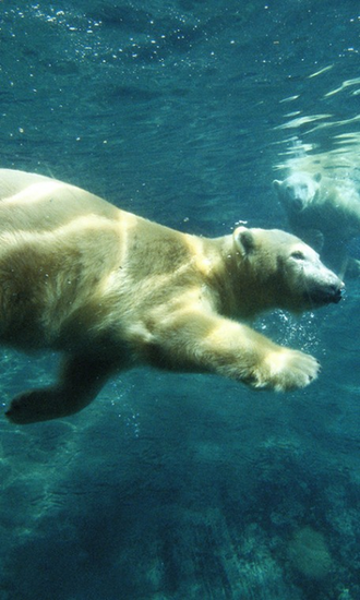 Polar Bears HD Live Wallpaper For Android