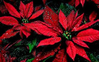 Poinsettia HD Wallpaper Background Image Id