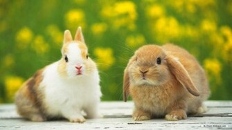 HD Animal Wallpaper Animals
