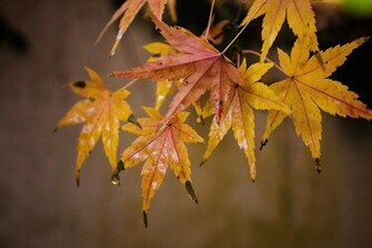 Fall Colors Desktop Wallpaper High Definition