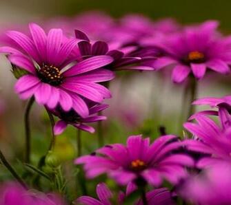 Mobile Wallpaper For Colorful Flower
