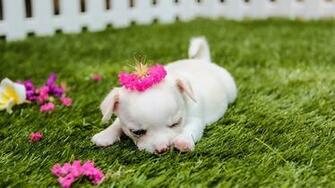 4k Cute Puppy Wallpaper Desktop High Definition Amazing