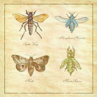 Spider Wasp Moth Necrophorus Humator Beetle Mantis On